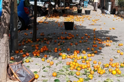 Atento el naranjal de la 9 de Julio: Buscan “bolillitas” de naranja amarga en San Pedro para enviar a Vietnam