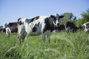 La producción de leche crece, pero cada vez hay menos tambos