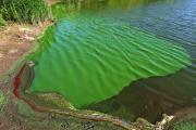 Cianobacterias: la Provincia alertó a Junín y otros municipios bonaerenses por riesgo en el agua