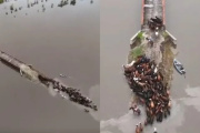 Productores ganaderos intentan salvar a sus animales en medio de las inundaciones