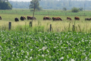Las vacas quedaron, pero el campo cambió de dueños y de escala