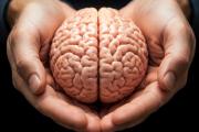 Las edades del cerebro