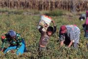 Trata de personas en el campo: detectaron 750 trabajadores en situación de explotación