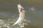 Pejerrey: comienza la veda de la pesca deportiva en la provincia de Buenos Aires