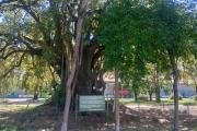 El ombú como patrimonio histórico invisibilizado