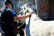 Robaban caballos en Pilar y los llevaban a una red clandestina de faena: ocho detenidos