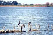 Aportan 300 plantas nativas para restaurar la laguna El Carpincho en Junín