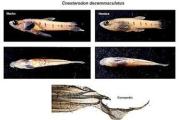 Las lagunas de Junín tendrían una nueva especie ictícola