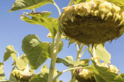 El girasol recupera terreno en Junín: INTA y AIAJ logran máximos rindes en Morse