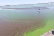 Estudian el impacto de El Niño en las cianobacterias de las lagunas bonaerenses